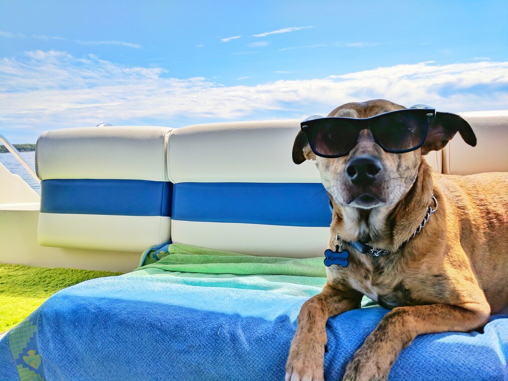 rsz kopek seyahat tatil dog travel evcil hayvan kabul eden dostu oteller